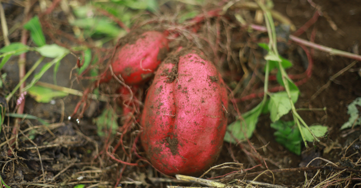 sweet potato (featured image)