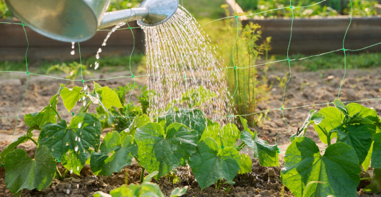 watering vegetables (featured image)