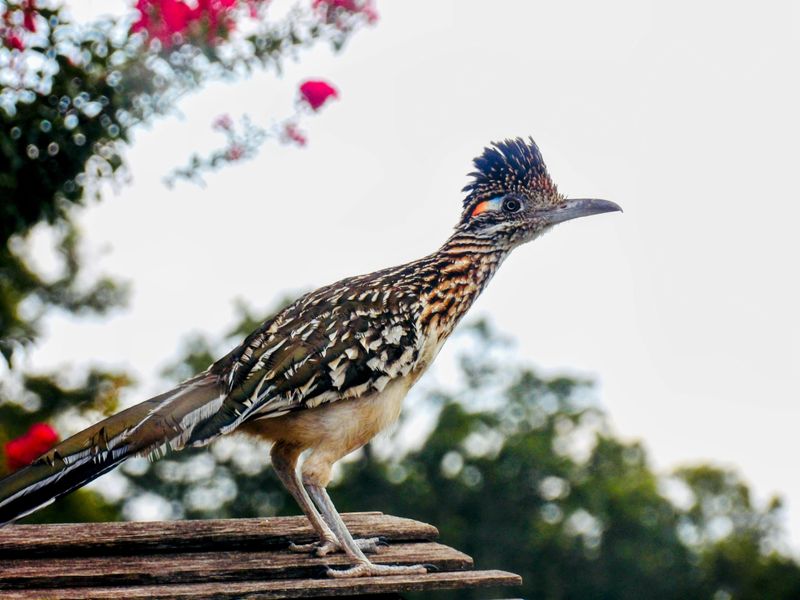 The Bird Stays Calm Around Boundaries The Bird Stays Calm Around Boundaries