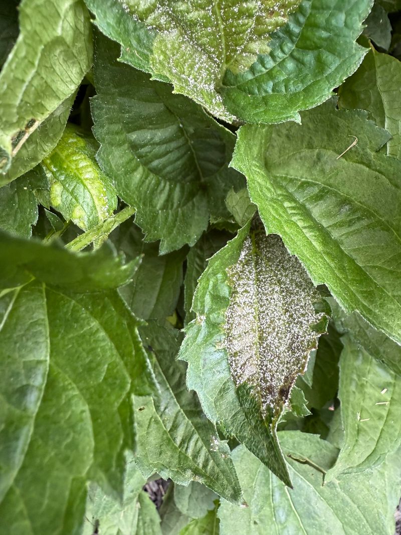 The Black-Eyed Susan Types That Powdery Mildew Targets First