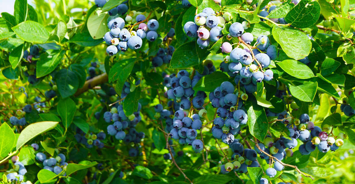 blueberry bush