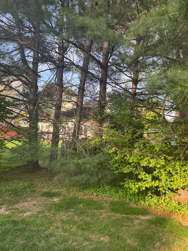 The Border Between Your Lawn And Wooded Areas The Border Between Your Lawn And Wooded Areas
