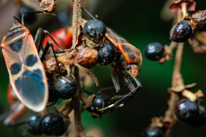 The Box Elder Bug Life Cycle And Why Indiana Attracts Them