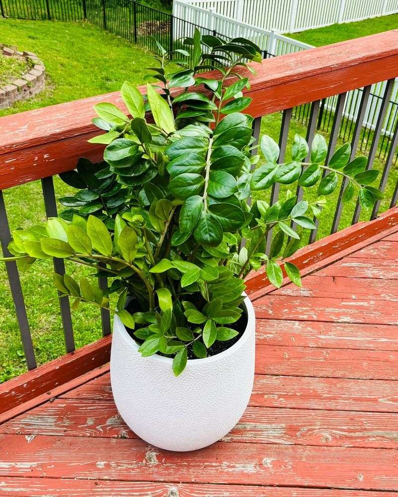 The Built-In Water Backup That Makes ZZ Plant So Forgiving