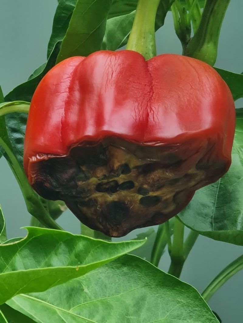 The Calcium Connection Iowa Gardeners Often Miss