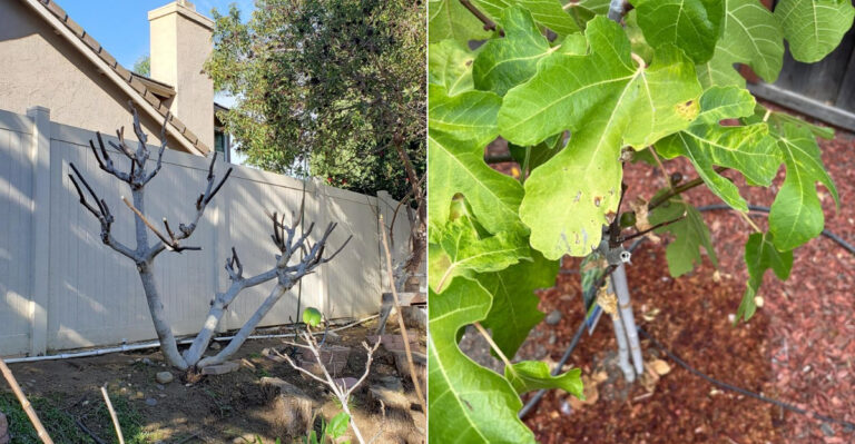The California Fig Mistake That Destroys The Second Crop Every Summer