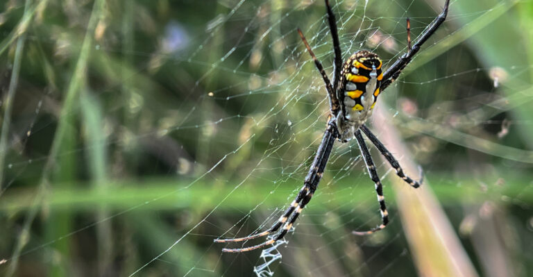 The California Garden Spider That Is Actually Protecting Your Plants