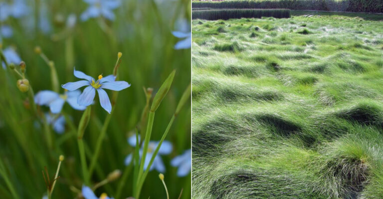 The California Native Plants That Commonly Qualify For Lawn Replacement Rebates In 2026