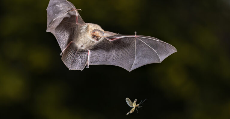 The California Night Flyers Helping Control Garden Insects While Homeowners Sleep
