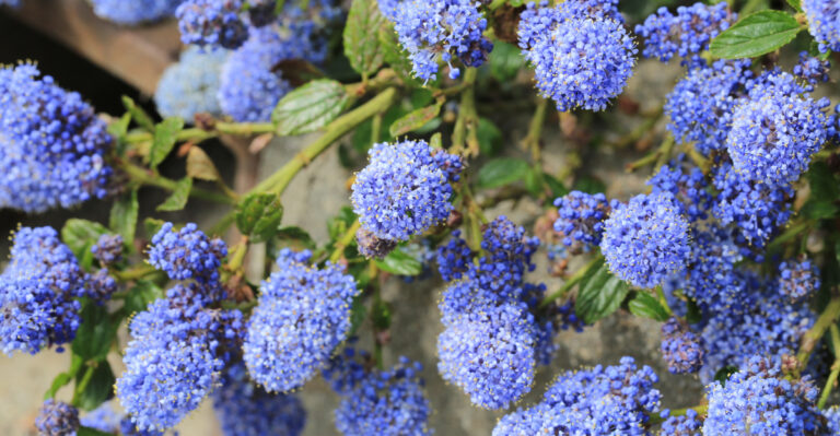 The California Plant That Grows Better With Absolutely Zero Fertilizer No Matter What