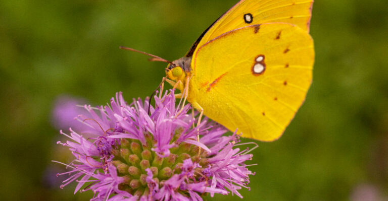The California Plants That Butterflies Depend On Most In June