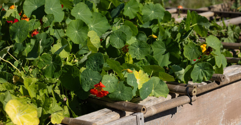 The California Plants That Shade Out Weeds In Raised Beds Without Chemicals