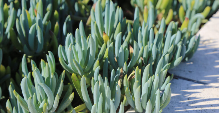 The California Plants That Take Over Gravel Areas So Weeds Can’t Move In
