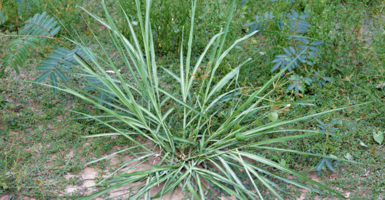 The California Weed That Explodes In July Heat And Destroys Root Systems Before You Notice It