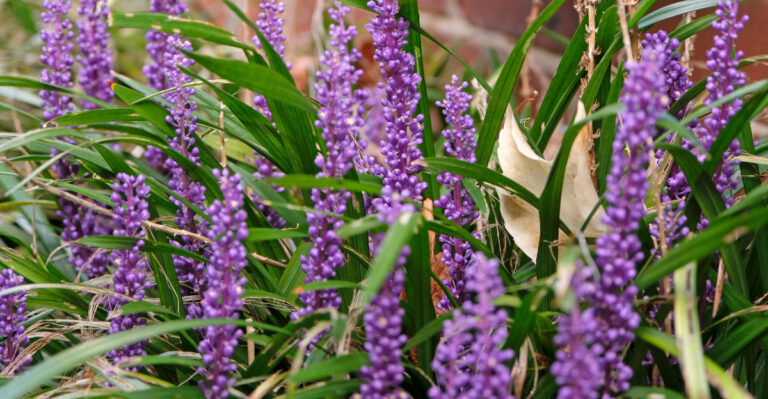 The California Yard Plants That May Be Sheltering Ticks All Summer Long