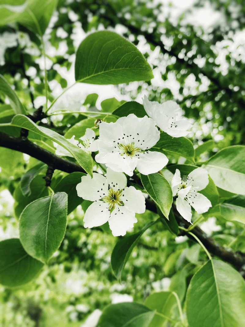 The Callery Pear Looks Beautiful In Spring But Struggles To Stay In Its Lane