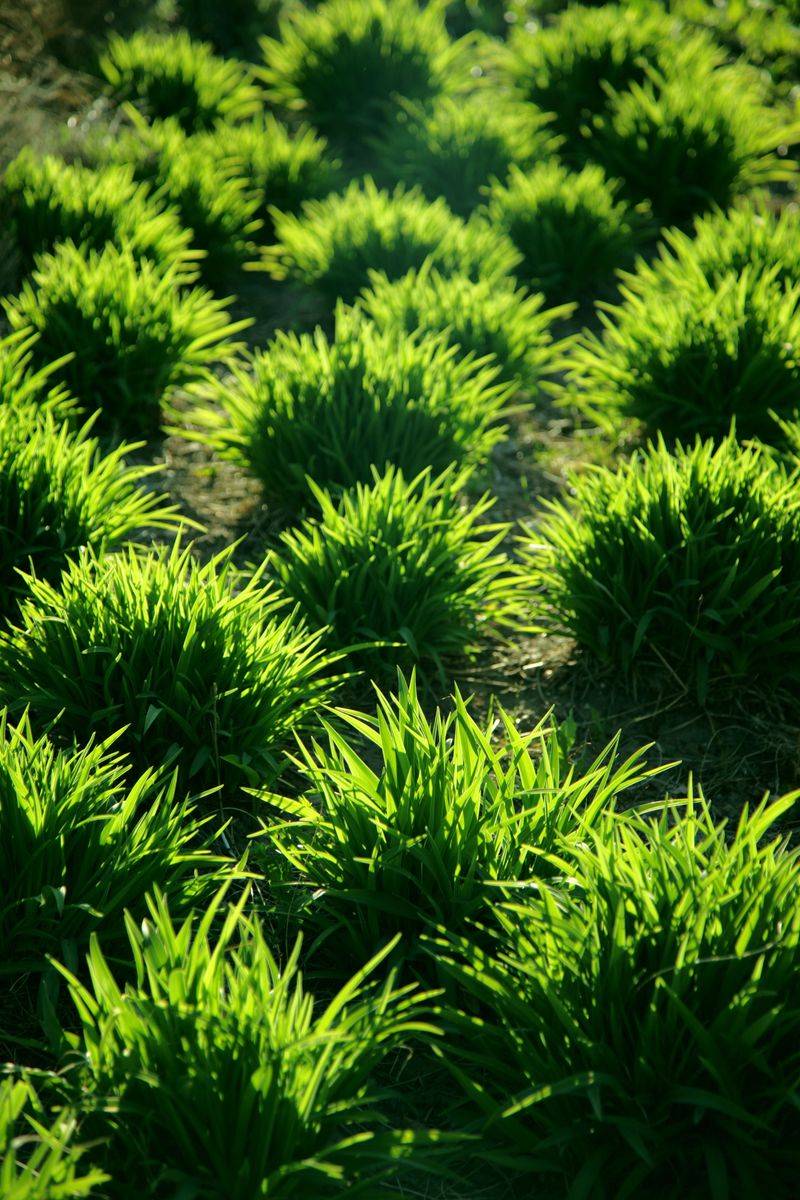 The Clump Naturally Expands Each Season The Clump Naturally Expands Each Season