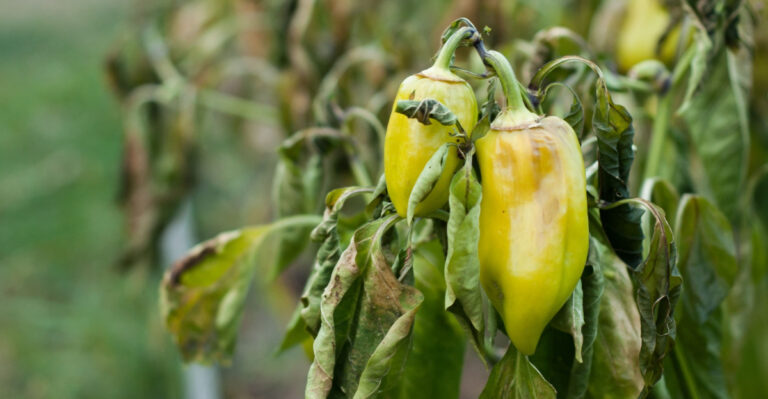 The Cold Night Mistake That Sets Back Virginia Pepper Gardens Every Spring