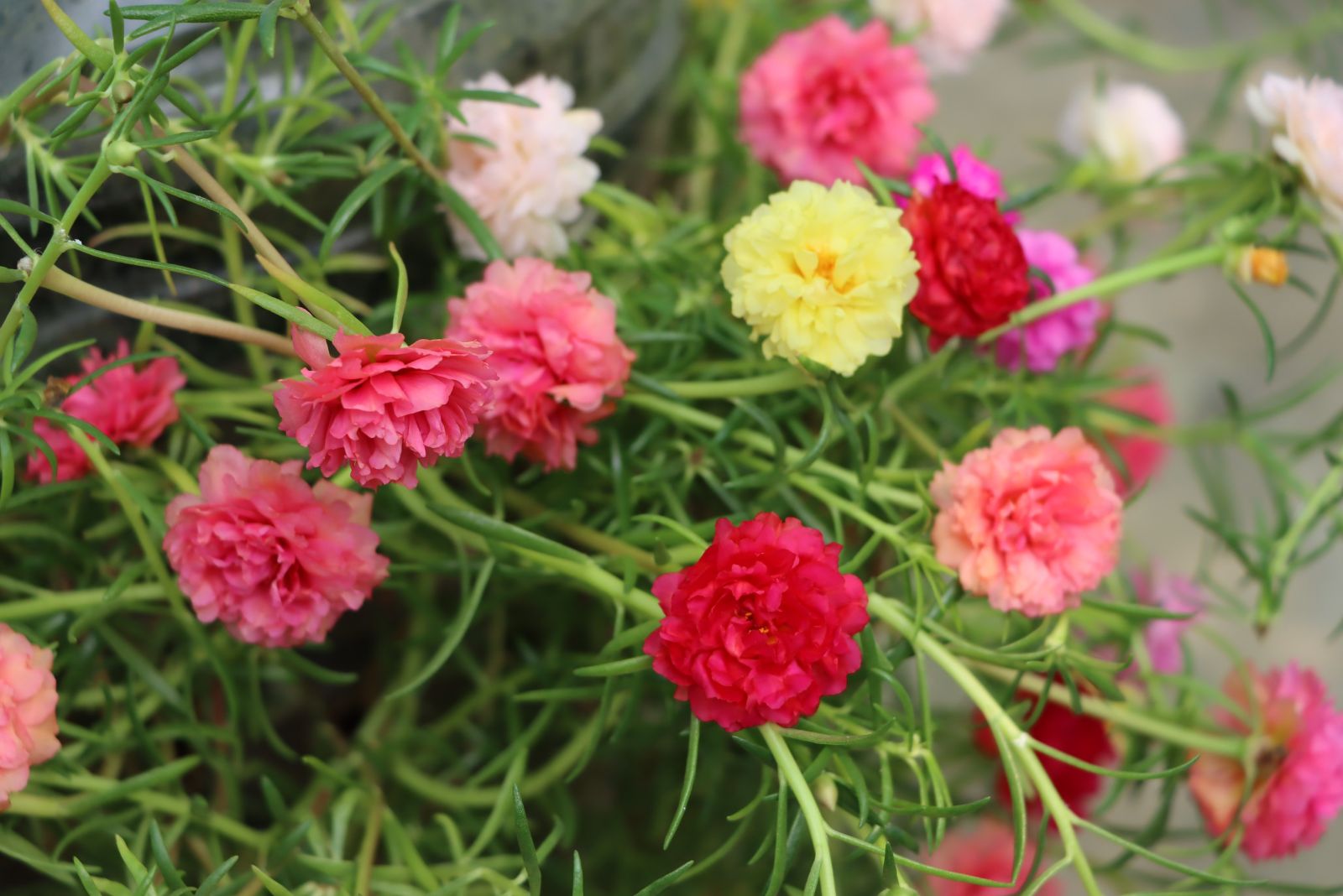 portulaca