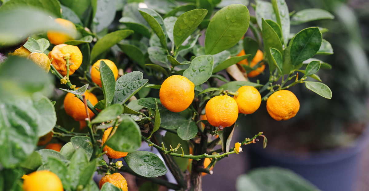 citrus tree (featured image)