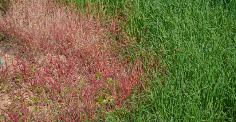 The Common Mistakes Making Fungus Problems Worse In Michigan Lawns This Season