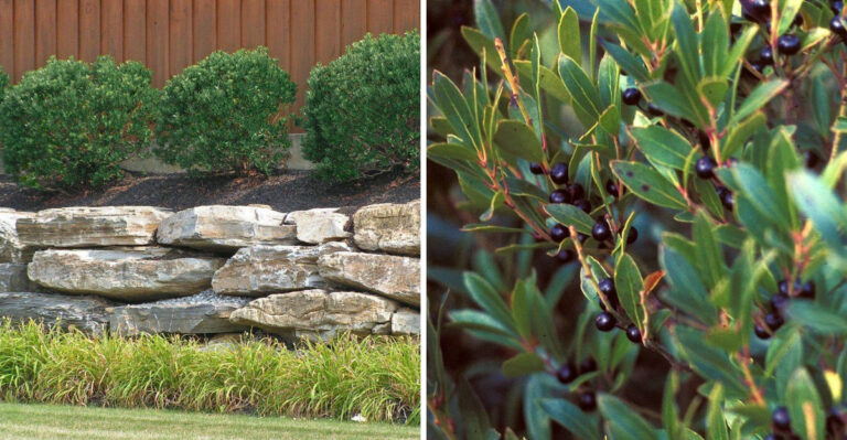 inkberry holly