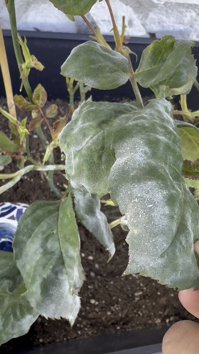 The Conditions That Make Powdery Mildew Thrive