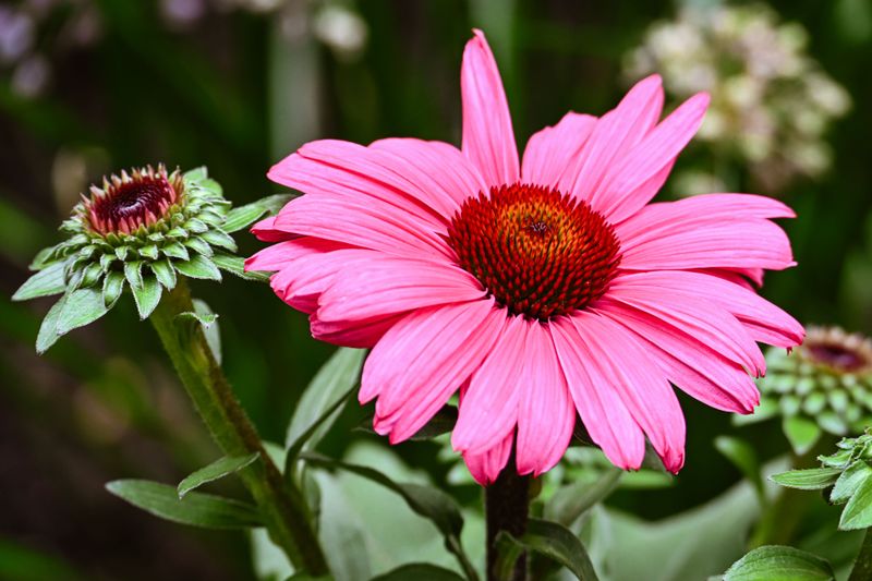 The Coneflower That Rewards Minnesota Gardeners Year After Year The Coneflower That Rewards Minnesota Gardeners Year After Year