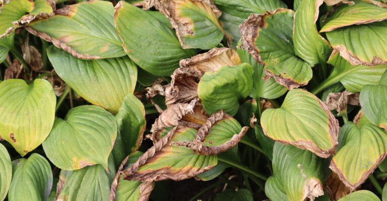 The Connecticut Leaf Problem That Gardeners Keep Misdiagnosing All Summer