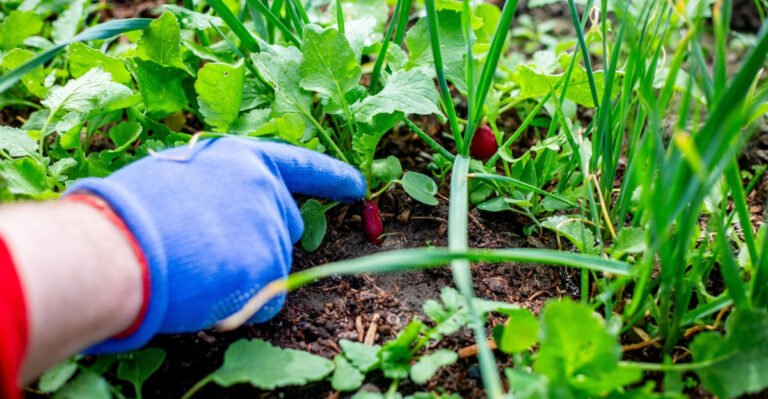 The Cool-Season Vegetable Move Michigan Gardeners Should Make Before Summer Heat Peaks