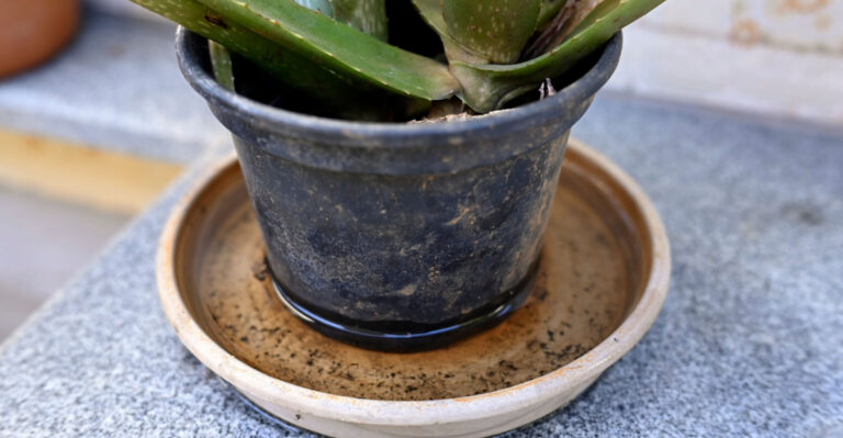 The Corners Of Michigan Yards Where Mosquitoes Are Most Likely Breeding This Summer