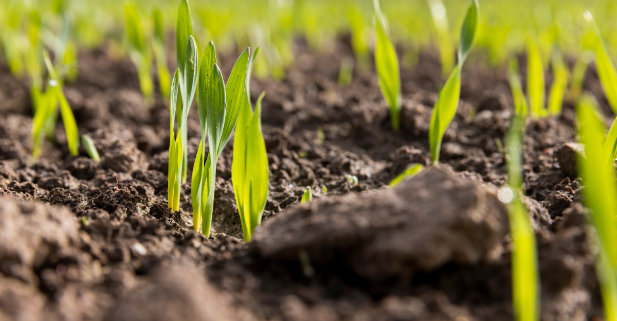 cereal rye
