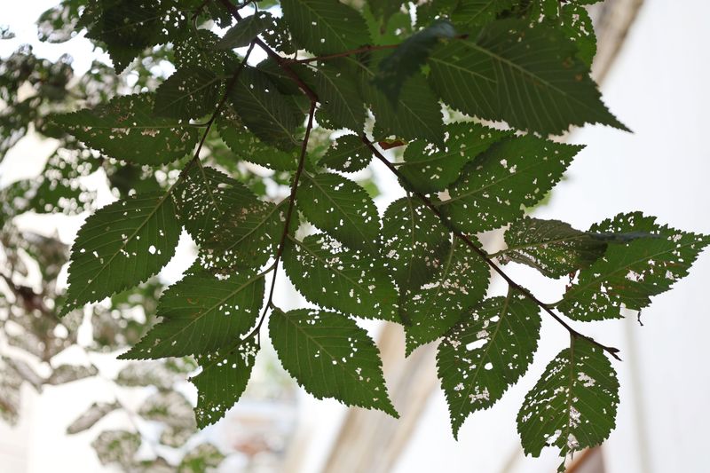 The Damage Spotted Lanternflies Leave Behind