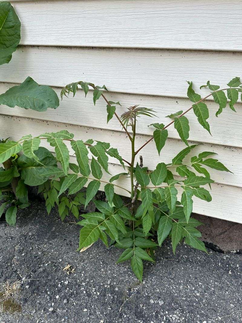 The Damage Tree Of Heaven Can Do To Your Property