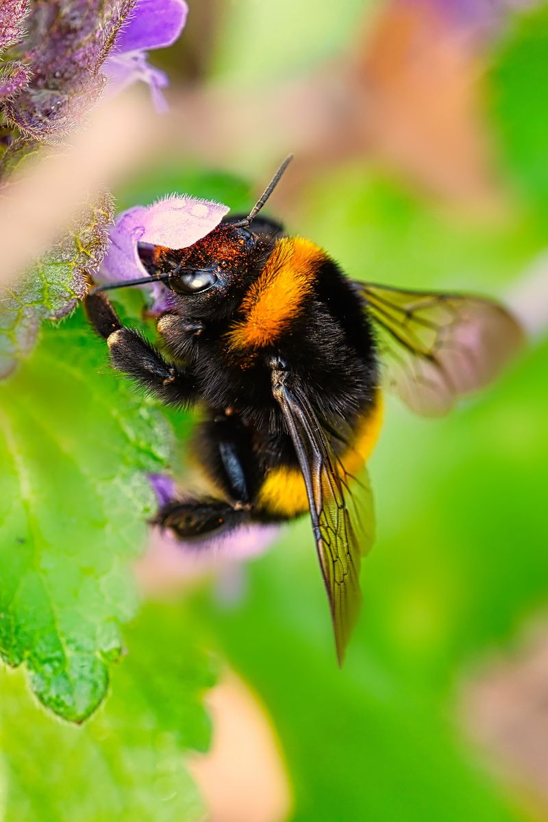 The Difference Between A Carpenter Bee And A Bumblebee The Difference Between A Carpenter Bee And A Bumblebee