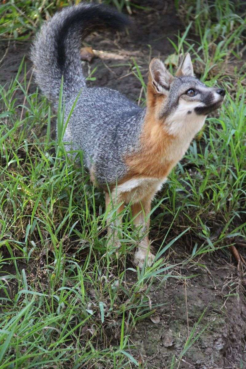 The Difference Between A Red Fox And A Gray Fox