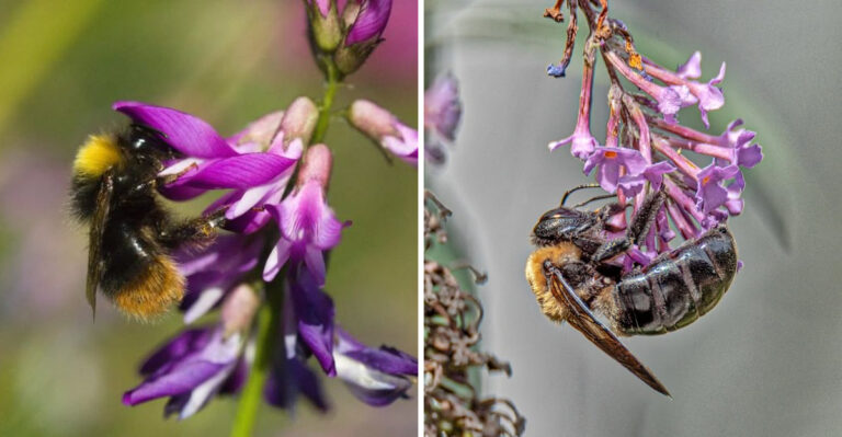 The Difference Between Carpenter Bees And Bumblebees Every North Carolina Gardener Should Know