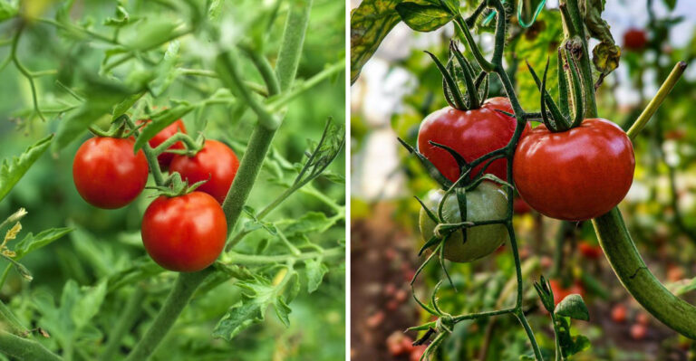 The Difference Between Determinate And Indeterminate Tomatoes, And Which To Grow In Michigan