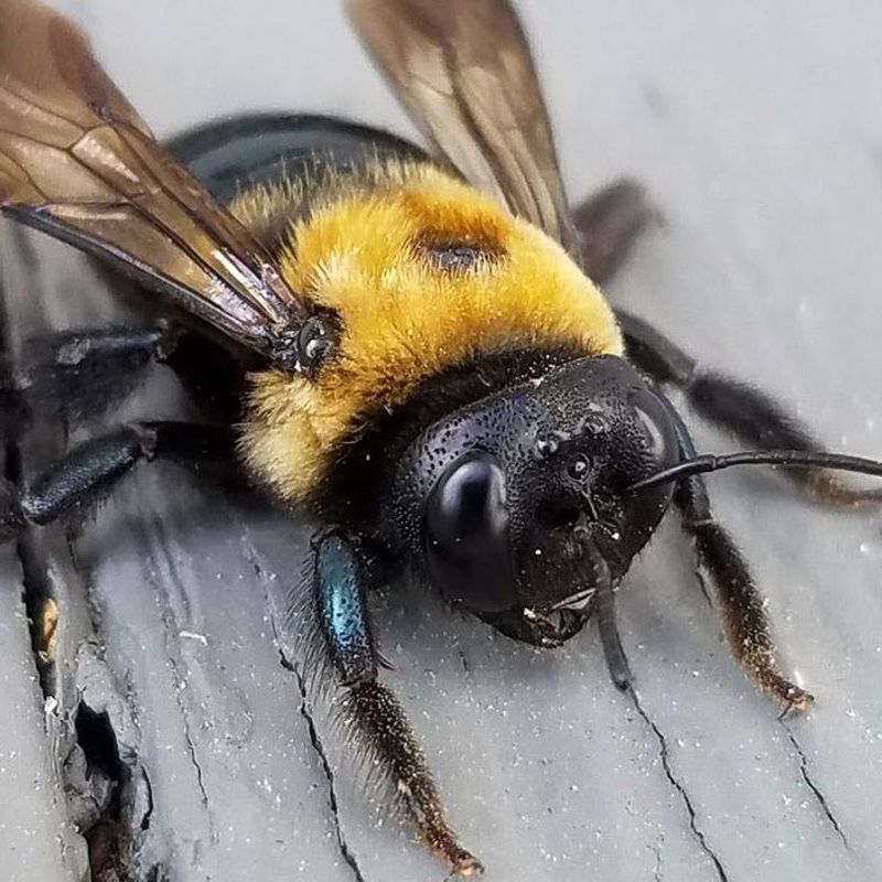 The Difference Between Minor Activity And A Serious Infestation
