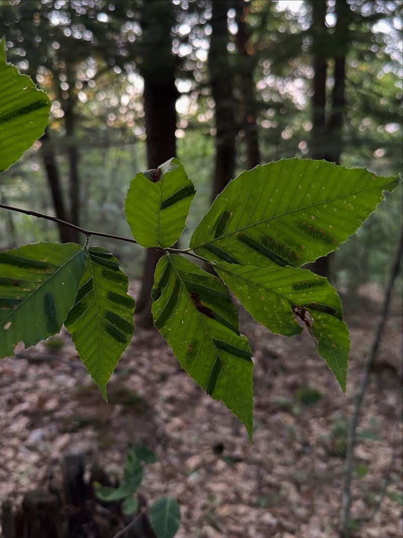 The Disease Is Beech Leaf Disease The Disease Is Beech Leaf Disease