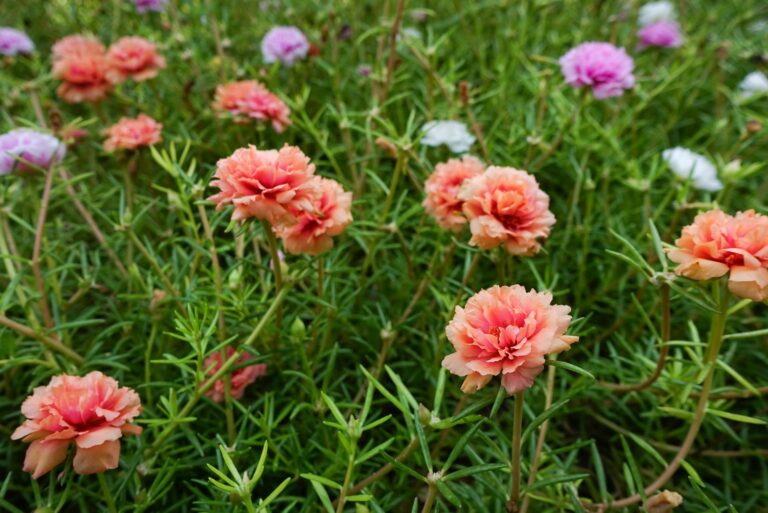 moss rose