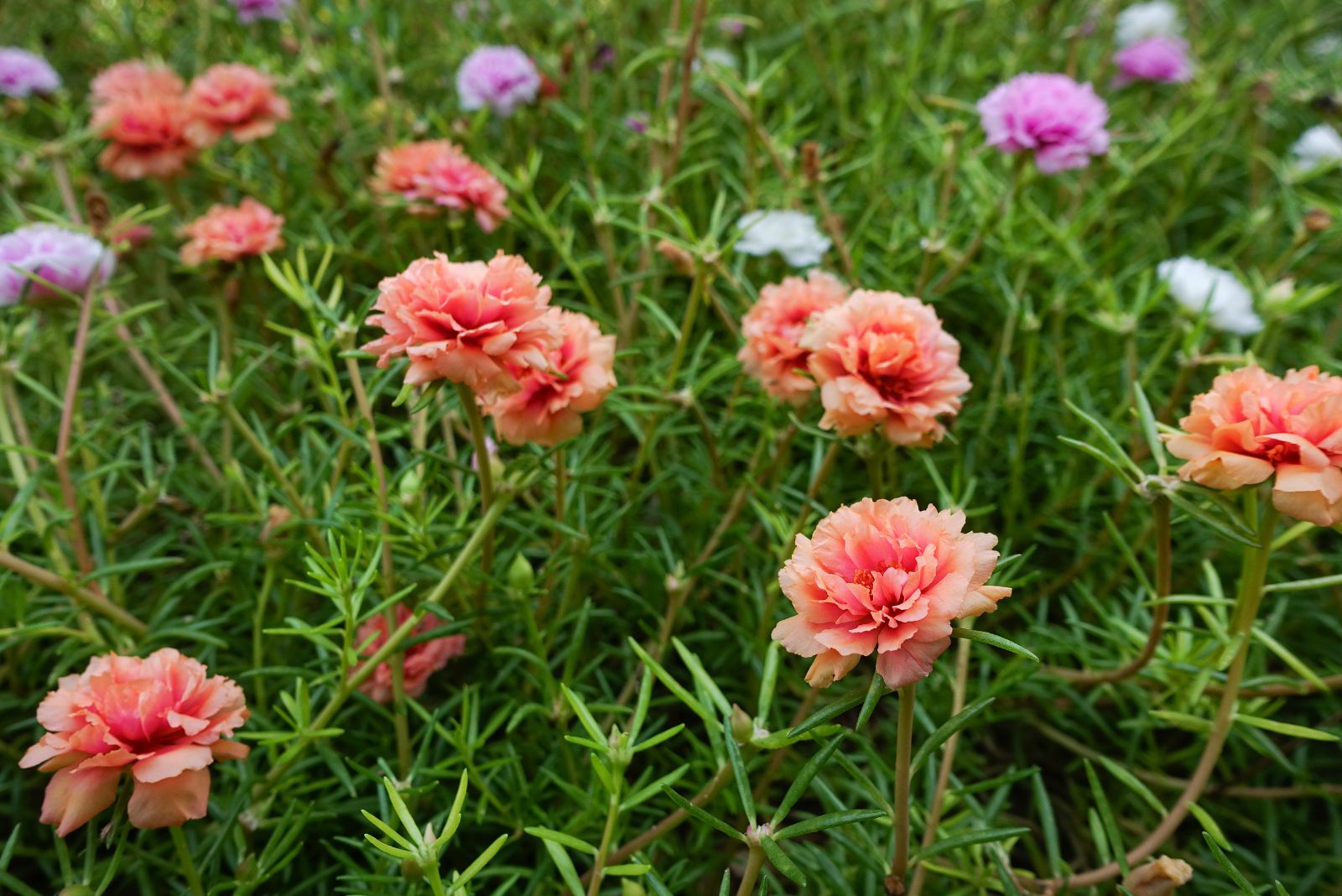 moss rose