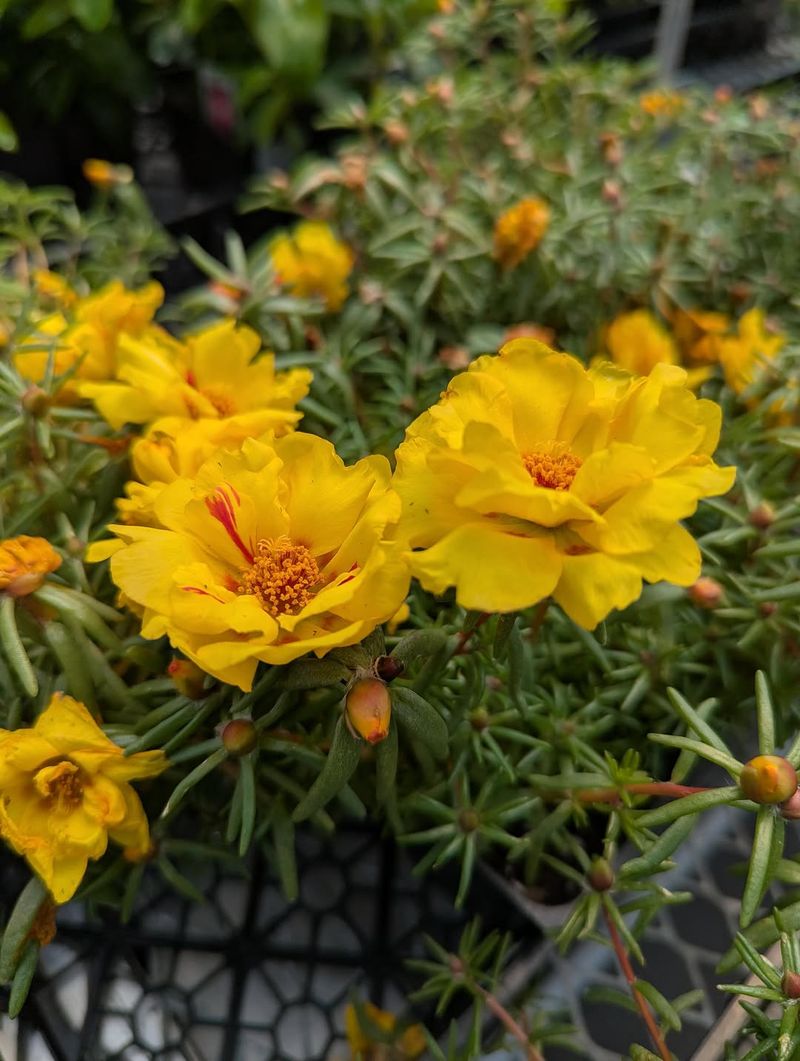 The Drought-Proof Bloomer The Drought-Proof Bloomer