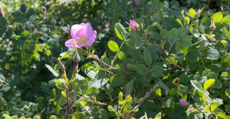 The Drought-Proof California Native Shrubs That Replace Boxwood Along Driveways