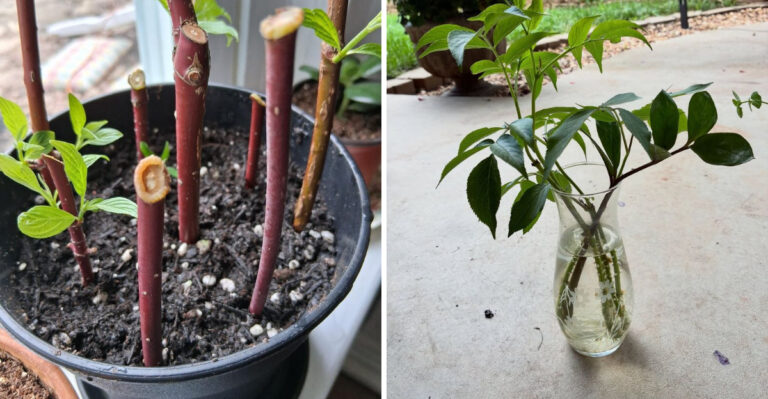 The Easiest Michigan Shrubs To Root From Cuttings So You Never Have To Buy Them Again