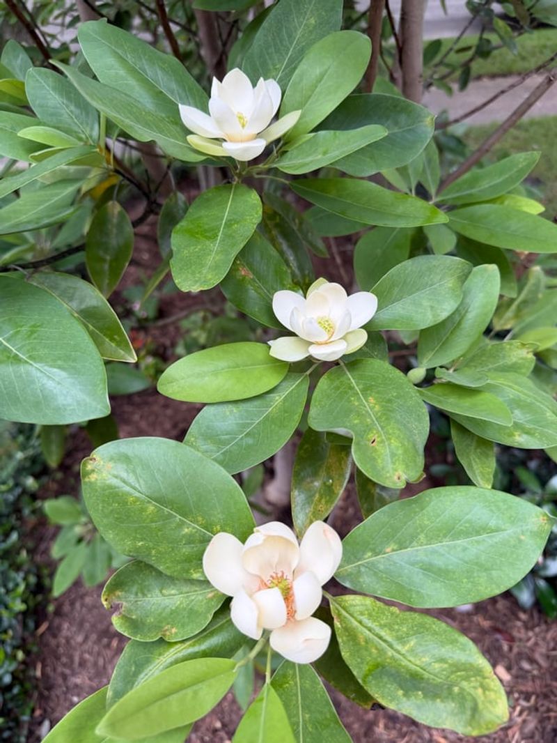 The East Texas Plants That Belong In The Piney Woods And Not A Mile Further West The East Texas Plants That Belong In The Piney Woods And Not A Mile Further West