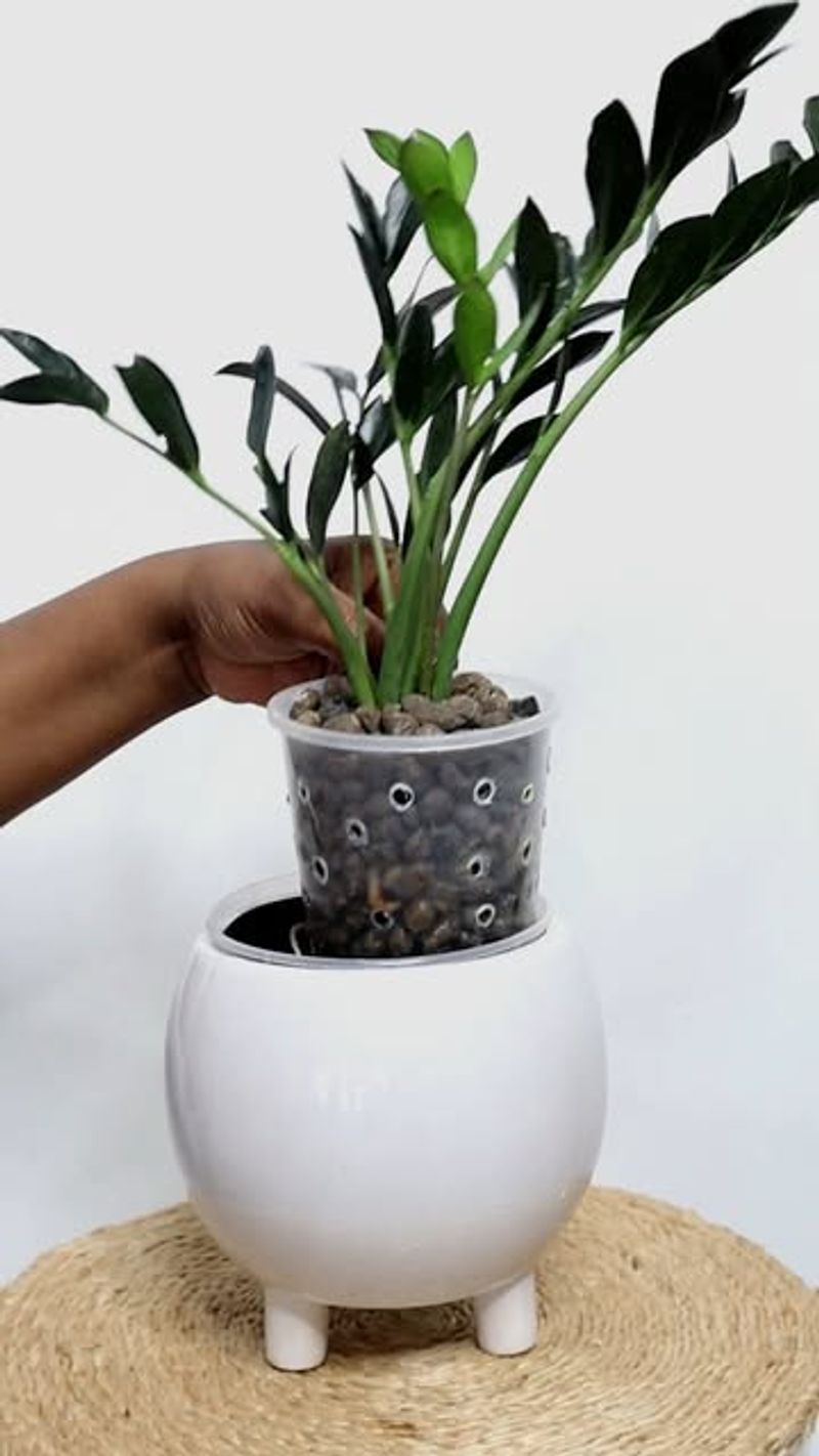 The Easygoing Plant That Wants A Drink, Not Wet Feet