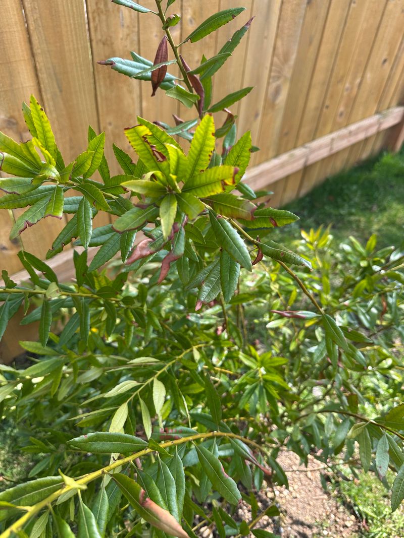 The Evergreen Overachiever Your Yard (And Local Birds) Have Been Waiting For