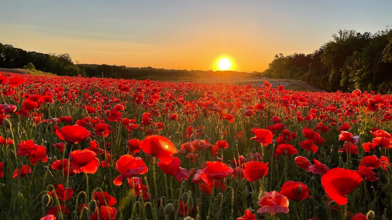 The Farm Has More Than Summer Flowers