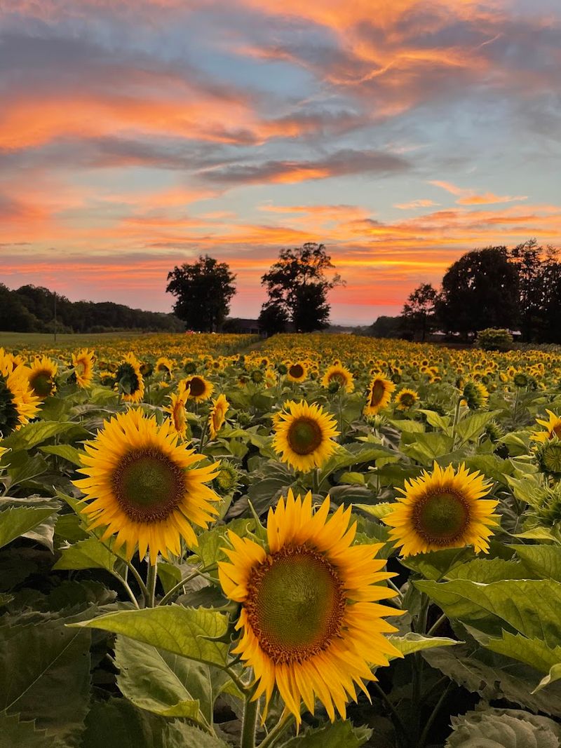 The Farm Opens In Flower Seasons